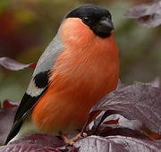 bullfinch-818188_640